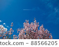 Cherry Blossoms	 88566205