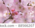 Cherry Blossoms	 88566207