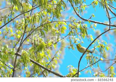White-eye staring at the flower of konara 88566248