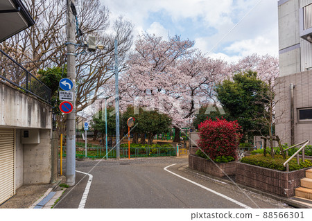 Spring cherry blossom tour Meguro-ku, Yakumo 3-chome area Miyamae Park Spring cherry blossom tour Meguro-ku, Yakumo 3-chome area Miyamae Park 88566301