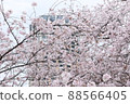 Meguro River Sakura 88566405