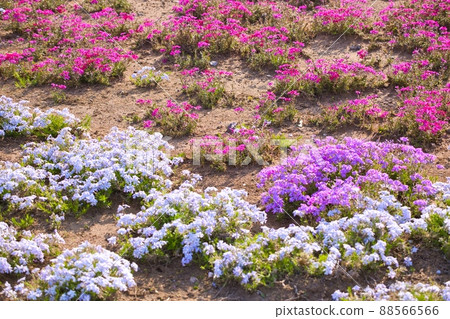 Beautifully blooming moss phlox 88566566