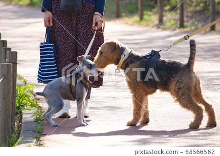 Miniature Schnauzer with a slight chatter on a large dog Miniature Schnauzer with a slight chatter on a large dog 88566567