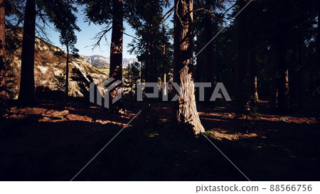 Giant Sequoias Trees or Sierran redwood growing in the forest Giant Sequoias Trees or Sierran redwood growing in the forest 88566756