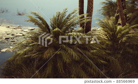 pond and palm trees in desert oasis pond and palm trees in desert oasis 88566969