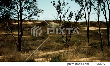 Natural area with a tree grasses and bare sand Natural area with a tree grasses and bare sand 88566978