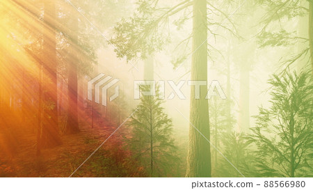 morning fog in the giant sequoias forest morning fog in the giant sequoias forest 88566980