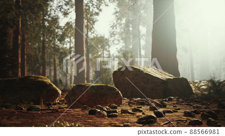tall forest of sequoias in Yosemite National Park tall forest of sequoias in Yosemite National Park 88566981