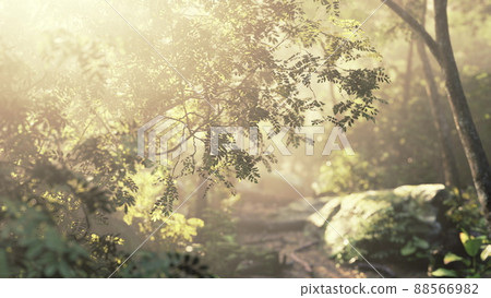 sunshine in a tropical forest sunshine in a tropical forest 88566982
