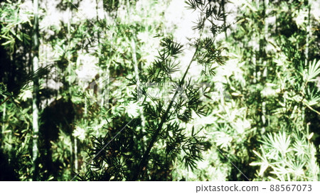 green bamboo forest in fog green bamboo forest in fog 88567073