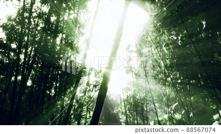 Green bamboo in the fog with stems and leaves 88567074