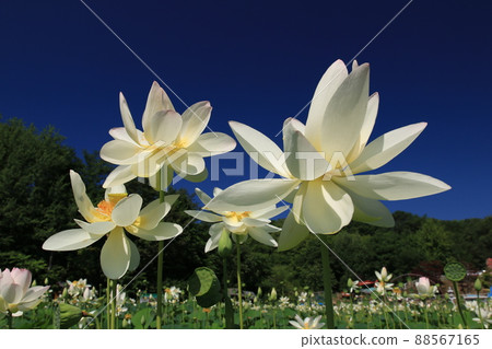Japan's northernmost lotus pond 88567165