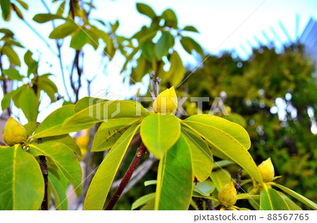 Buds before the flowers bloom Buds before the flowers bloom 88567765