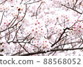 Meguro River Sakura 88568052
