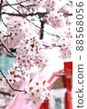 Meguro River Sakura 88568056