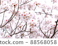 Meguro River Sakura 88568058