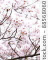 Meguro River Sakura 88568060