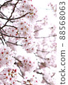 Meguro River Sakura 88568063