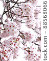 Meguro River Sakura 88568066