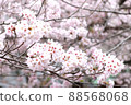 Meguro River Sakura 88568068