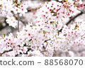 Meguro River Sakura 88568070