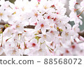 Meguro River Sakura 88568072