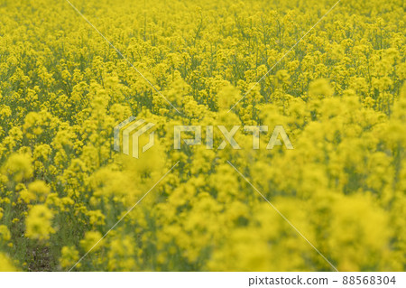 強姦花5 強姦花5 88568304