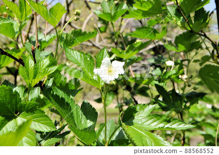 Kajiwigo flowers 88568552