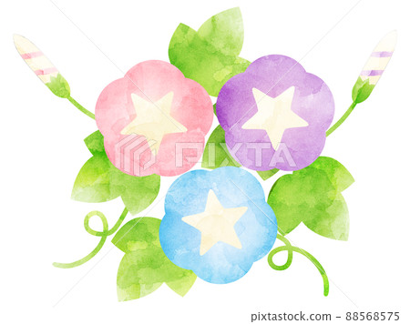 水彩風格處理的牽牛花插圖 88568575