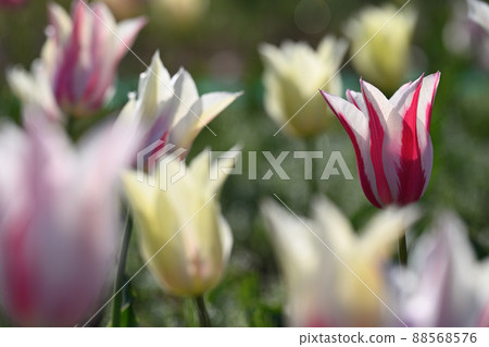 紅色和白色條紋鬱金香 紅色和白色條紋鬱金香 88568576