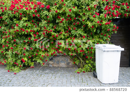 Red tea rose fence. Fence decoration from prying eyes. 88568720