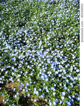 喜林草 喜林草 88569093