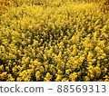 強姦開花 88569313