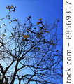 Kibanaipe 88569317