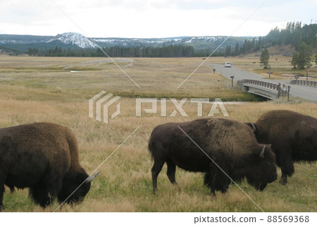 Yellowstone wildlife Yellowstone wildlife 88569368