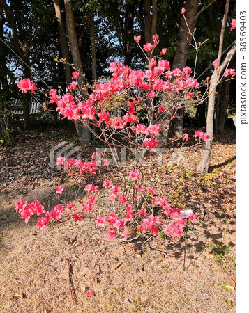 春天的樹木 春天的樹木 88569403