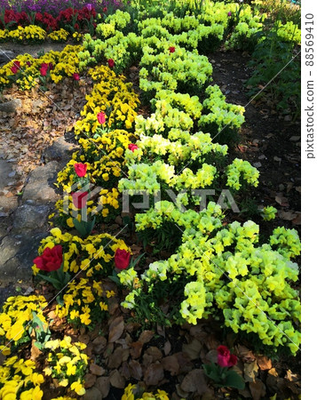 Spring flower bed Spring flower bed 88569410