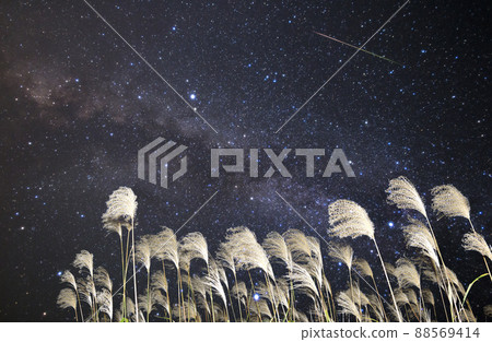 Japanese pampas grass, the Milky Way and shooting stars. 88569414