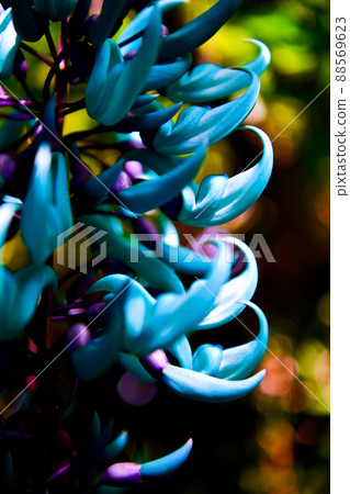 Honeysuckle 88569623