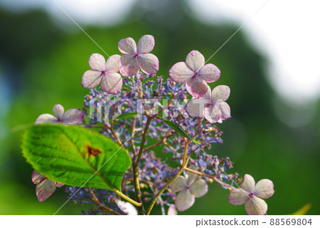 Opened hydrangea flower Opened hydrangea flower 88569804
