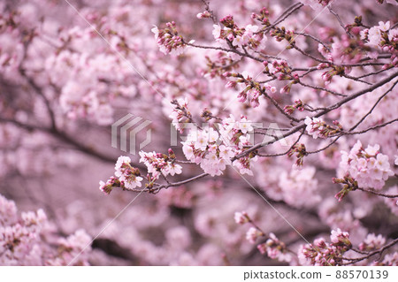 公園裡的櫻花樹,鮮花盛開 公園裡的櫻花樹,鮮花盛開 88570139