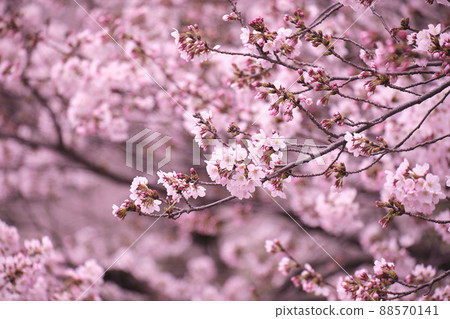 Cherry blossom trees in the park with flowers in full bloom 88570141