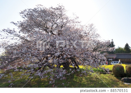 刈屋堂下馬櫻 220410pm 3:27 88570531