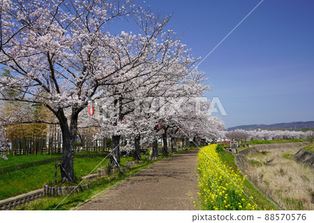 木津川市,櫻花樹成蔭的道路 木津川市,櫻花樹成蔭的道路 88570576