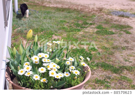Early spring potted flowers and cats Early spring potted flowers and cats 88570623
