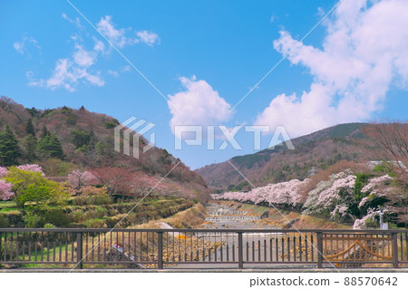 箱根早川堤上的櫻花 箱根早川堤上的櫻花 88570642