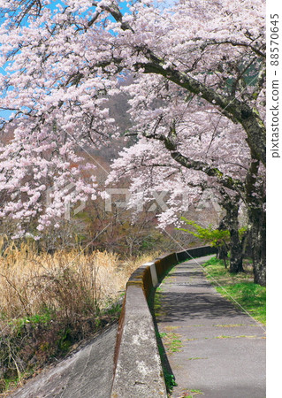Cherry blossoms on Hakone Hayakawa embankment Cherry blossoms on Hakone Hayakawa embankment 88570645