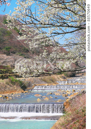 Cherry blossoms on Hakone Hayakawa embankment Cherry blossoms on Hakone Hayakawa embankment 88570649