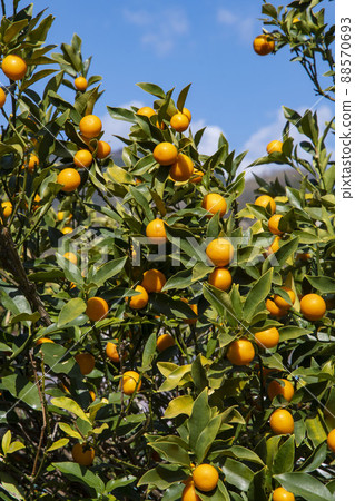 許多金橘果實 88570693