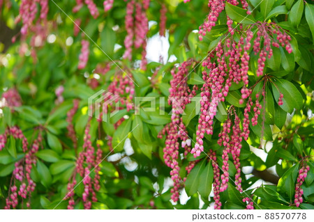 Caterpillar flowers Caterpillar flowers 88570778